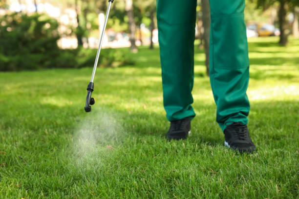 Best Flea Control Services  in Mountain Park, GA