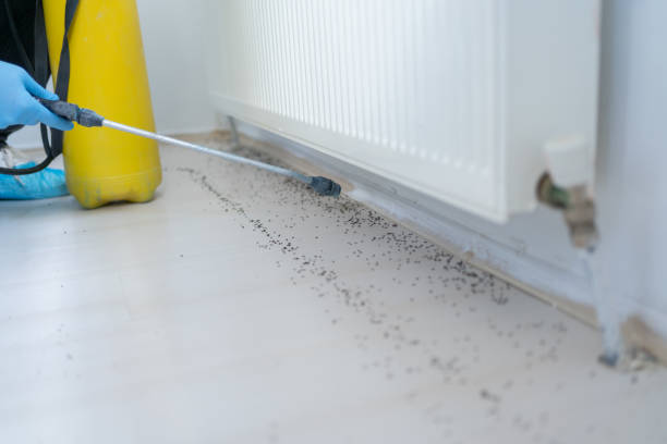 Best Ant Control Services  in Mountain Park, GA